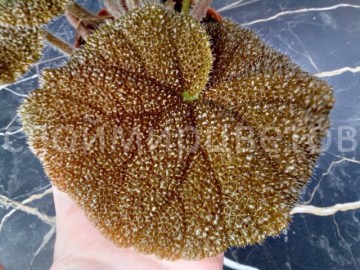 Бегония Masoniana Jungle НОВИНКА 900